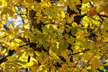 Herbstlaub im Sonnenlicht groß