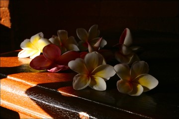 Fototapeta na wymiar Plumery flowers or frangipani red and white illuminated by the sun side