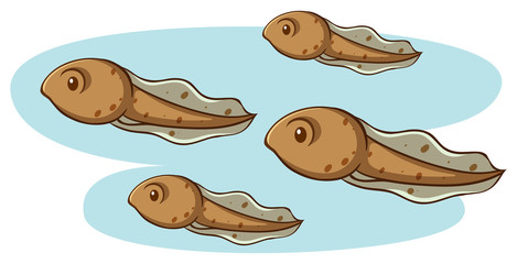 Four tadpoles swimming on white background