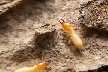 Termites in the nest on a white background. Small animals are dangerous for habitat.