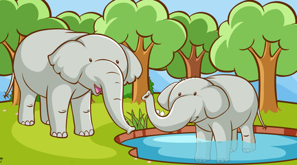 Scene with elephants in forest