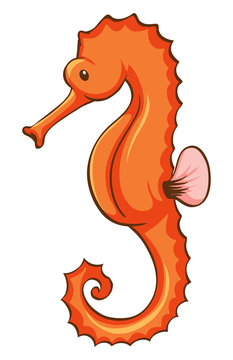 Orange seahorse on white background