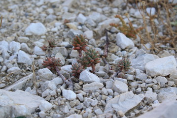 Stones and plants