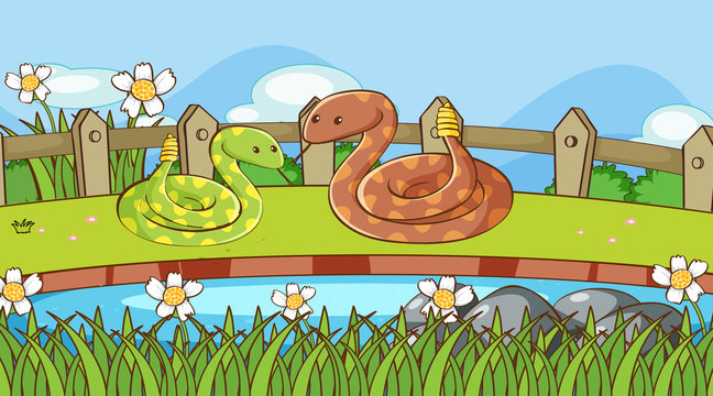 Scene with two rattle snakes in garden