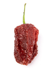 Capsicum chinense 'Nagabrain chocolate'