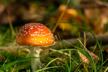 Pilz 3