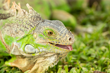 Close up photo of a Central American green iguana