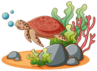 Sea turtle on white background