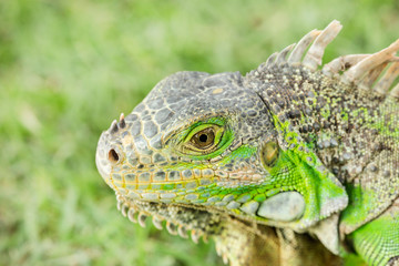 Close up photo of a Central American green iguana