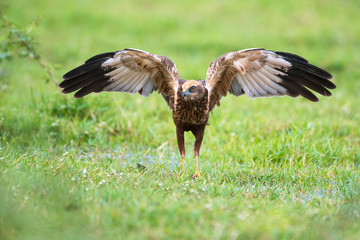 Marsh harrier