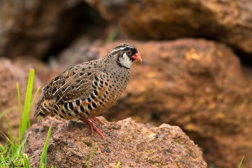 Painted bush quail