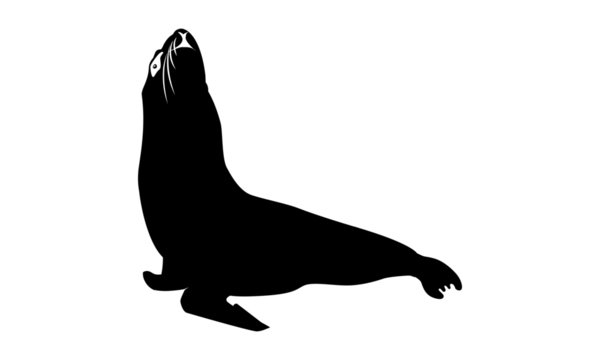 black sea lion silhouette