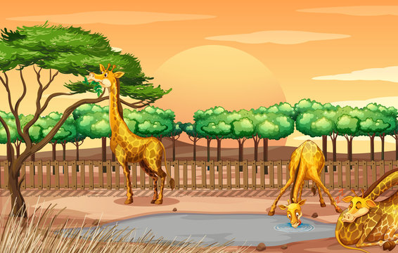 Scene with three giraffes at the zoo