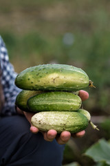 farmer collects cucumbers in the garden. 