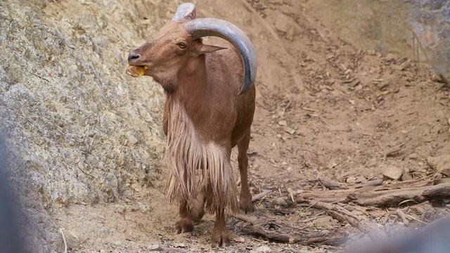 4K video of Barbary sheep, Thailand.