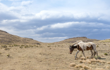 Horse walking across high mountain plateau