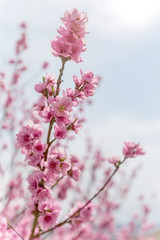 Close up of apple blossoms against spring sky