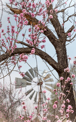 Apple blossoms and wind pump