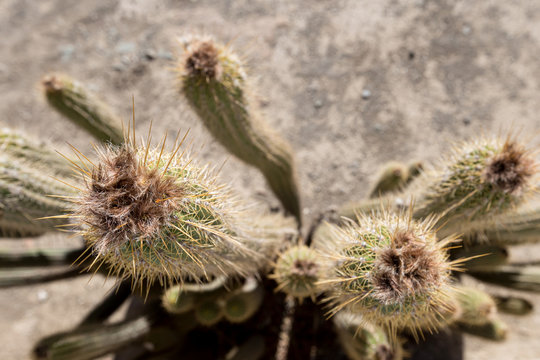 Close Up Of Cactus From Above