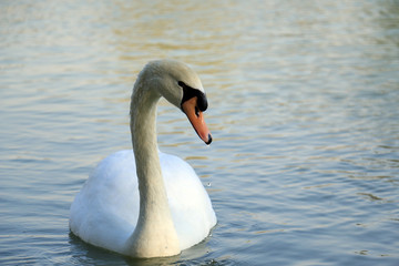 Obraz premium Beautiful white swan duck floating in al qudra lake