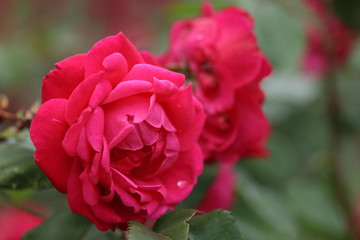 薔薇　ばら　アレキサンダー　マッケンジー