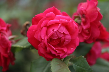 薔薇　ばら　アレキサンダー　マッケンジー