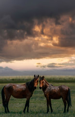 Fototapeta na wymiar Easetern Sierras Mustangs