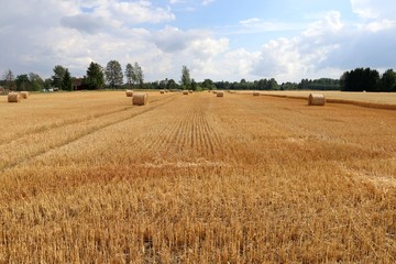 Fototapeta premium Wheat field after harvest. Autumn background. Silage