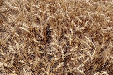 Wheat field . Autumn background. 