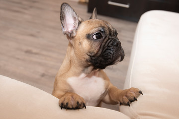 french bulldog puppy on white background