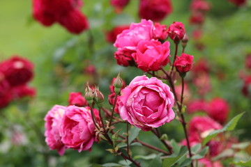 薔薇　ばら　アレキサンダー　マッケンジー