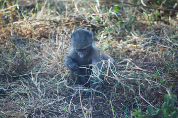 AFRICA