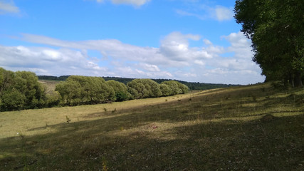 Naklejka premium green fields with forests