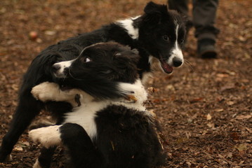 Playing Puppies
