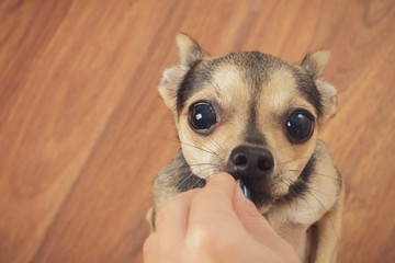 A cute dog that terrier asks for food. Hungry pet and hand with food.