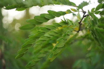 Green acacia leaves on a branch in the forest, blurred background, art focus.