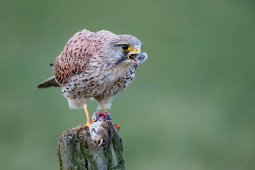 Common kestrel on a pole eating from a European Water Vole in the meadow in the Netherlands