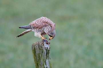 Common kestrel on a pole eating from a European Water Vole in the meadow in the Netherlands