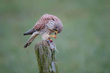 Common kestrel on a pole eating from a European Water Vole in the meadow in the Netherlands