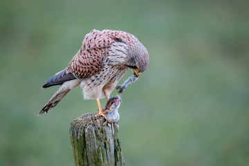 Common kestrel on a pole eating from a European Water Vole in the meadow in the Netherlands