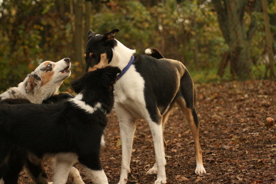 Playing Puppies