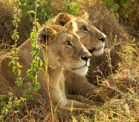 Ngorongoro y Tarangire