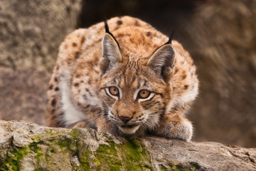 beautiful cat lynx sits on a stone and carefully looks at demanding with clear eyes.