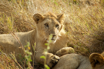 Ngorongoro y Tarangire