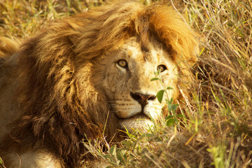 Ngorongoro y Tarangire