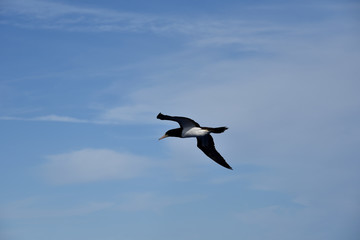 Blue sky, on the sunny day, with flying seabird Brown Booby. 