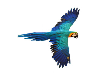 Blue and gold macaw parrot isolated on white