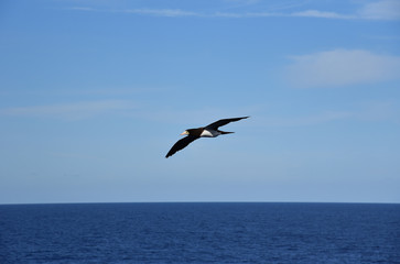 Fototapeta na wymiar Blue sky, on the sunny day, with flying seabird Brown Booby. 