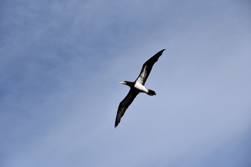 Blue sky, on the sunny day, with flying seabird Brown Booby. 