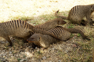 Ngorongoro y Tarangire